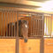 Le panneau équin équestre de portes avant de portes stables garde des chevaux à vendre