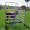 Les panneaux portatifs de moutons/bétail en acier clôturent les panneaux ronds de corral de barrière de stylo de panneaux