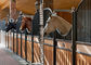 Le cheval européen de dos intérieur de solide cale 12 la taille de pieds de longueur 220cm